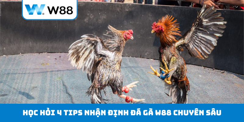 Học hỏi 4 tips nhận định đá gà W88 chuyên sâu